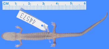 Media type: image; Herpetology A-44573